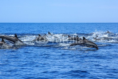 bennymarty, A hundred dolphins group swim and jump off the coast of Isla Espiritu Santo in Baja California, Mexico. (delphine, springen, delphine, la paz, wildlife, mexiko, gruppe, niederkalifornien, ozean, natur, tier, wasser, karibik, lebewesen, hübsch, geniessen, schwimmflossen, freiheit, spaß, freudig, urlaub, life, säugetier, marin, spiel, meer, platsch, somme)