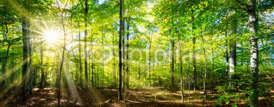 eyetronic, Grüner Wald im Frühling und Sommer (wald, frühling, sommer, baum, grün, panorama, hintergrund, sonnenschein, landschaft, froh, baum, buche, aussen, flora, frühling, jahreszeit, licht, ray, lichtung, natur, naturpark, sonne, sonnenlicht, sonnenstrahl, umwel)