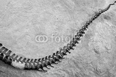 MaciejBledowski, Dinosaur skeleton in Dinosaur National Monument, Utah, USA (dinosaurier, skelett, fossil, jura, buchrücken, prähistorisch, natur, schwarzweiß, gräte, utah, uns, american, colorado, park, tier, bleiben, copy spac)
