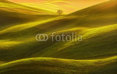 stevanzz, Tuscany panorama, rolling hills, fields, meadow and lonely tree. Italy (toskana, wiese, landschaft, feld, rollend, hügel, hügel, siena, pisa, panorama, italien, landschaft, sonnenuntergang, terrain, boden, verschmutzt, lawn, zypresse, licht, schatten, baum, panoramisch, antenne, frühling, staat, reiseziel, feld, grü)