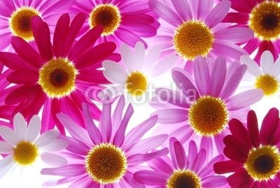 Anette Linnea Rasmus, red and pink marguerites (gänseblümchen, verbund, blume, sommer, rosa, rot, chrysanthemum, backgrounds, groß, blühen, blühen, botanisch, botanisch, knospe, close-up, gänseblümchen, details, frisch, gärten, makro, natürlich, natur, draußen, park, pflanze, jahreszeitlic)