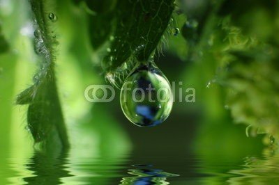 Stefan Körber, Morgentau (rieseln, bambus, nass, gras, grün, entspannung, rahe, funkeln, frieden, licht, natur, natürlich, oase, quelle, entspannen, erholung, malen, gesund, gesundheit, halm, klar, animation, pflanze, regen, zärtlich, sinne, sexy, wasser, wellness, wellnes)