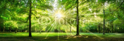 eyetronic, Grünes Wald Panorama im Sonnenlicht (wald, frühling, sommer, baum, grün, panorama, hintergrund, sonnenschein, landschaft, froh, baum, buche, frühling, naturpark, jahreszeit, licht, ray, lichtung, natur, sonne, sonnenlicht, sonnenstrahl, umwelt, park, natürlich, ausse)