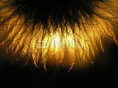 Anette Linnea Rasmus, silhouette of clematis seed (sonnenuntergänge, waldreben, samen, silhouette, abstrakt, balken, blühen, blühen, verschwommen, botanisch, close-up, creepy, details, verträumt, flora, floral, haarig, licht, makro, natürlich, natur, nachtorientierungslicht, draußen, pappu)