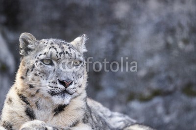 和幸 森川, ユキヒョウ (unze, leopard, biest, säugetier, wildlife, räuber, katzen, groß, natur, wildlif)