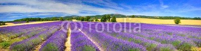 denis_333, Panorama of lavender field (panorama, lavendel, blume, feld, landschaft, anblick, landschaft, froh, plat)