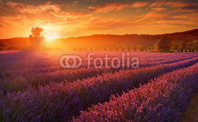 denis_333, Lavender field at sunset, Provence, France (lavendel, feld, blume, sonnenuntergang, sonne, baum, ackerbau, sommer, abend, sonnenlicht, anblick, natur, flora, frankreich, provenc)