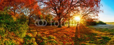 John Smith, Wonderful autumn landscape with bright sun, colorful trees and wide meadows (baum, herbst, sonne, wald, herbst, wiese, landschaft, herbstlandschaft, natur, landwirtschaftlich, wiese, sonnenaufgang, eiche, blatt, rot, herbstlaub, jahreszeit, farbe, deutsch, sonnenstrahl, ast, groß, niemand, beschaulichkeit, stille, hintergrun)