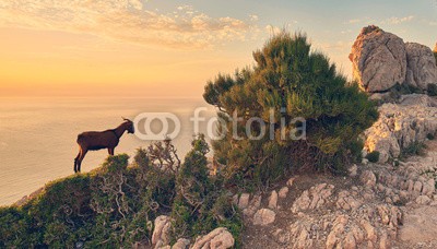 Jenny Sturm, romantischer Abend an Mallorcas Küste (ziege, romantisch, küste, meer, natur, fels, klippen, landschaft, mallorca, sonne, sommer, sonnenuntergang, abenddämmerung, ausflug, klettern, wandern, wildlife, wand, spanien, säugetier, biest, spiel, wild)
