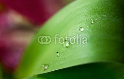 Nailia Schwarz, Dew Drops (tau, tautropfen, fallen lassen, wasser, nass, tröpfchen, fallen lassen, abstrakt, hintergrund, hintergrund, schöner, schönheit, klinge, hell, sauber, klar, close-up, details, ökologie, umwelt, umwelt-, flora, laubwerk, frisch, frische, gras, grü)