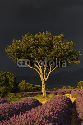 Patricia Thomas, Stormy light over a tree in provence (baum, himmel, landschaft, feld, natur, gras, grün, blau, wiese, sommer, herbst, frühling, ländliche, landschaft, wald, baum, wolken, wolken, hügel, allein, gelb, lonely, jahreszeit, schöner, horizont, lavendel, sonnenuntergang, frankreich, französisc)