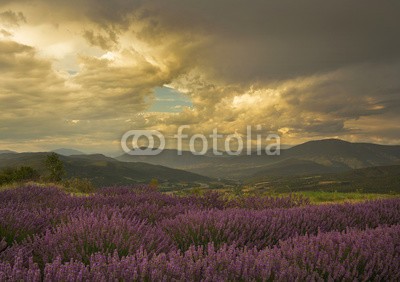 Patricia Thomas, Stormy moment in france over lavender (himmel, landschaft, feld, wiese, natur, gras, sonnenuntergang, sommer, grün, wolken, wolken, blau, sonnenaufgang, sonne, frühling, landschaft, blume, anblick, sonnenlicht, berg, hügel, horizont, baum, morgens, farbe, lavendel, lila, frankreic)