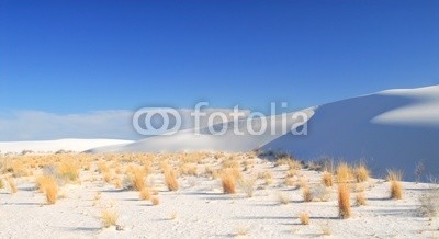 David Smith, Shrubs growing in the White Sand Dunes National Park (oden, national, new mexico, weiß, kaktus, yucca, süden, himmel, pflanze, mustern, carnegiea gigantea, westen, wild, landschaft, sand, wildlife, urlaub, spike, südwesten, stachel, sonne, park, sanddünen, wachsen, hitze, natur, natürlich, nadel, drauße)
