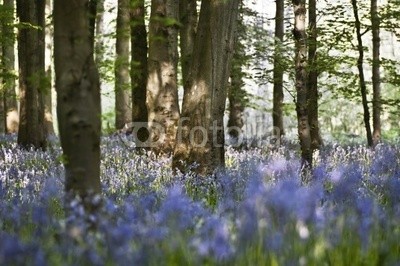 Paul Lampard, Bluebell wood (teppiche, wildblume, holz, blume, backgrounds, sonne, schatten, schöner, verdammt, baum, wild, ausreisen, leaf, blau, farbe, landschaft, flora, laubwerk, wald, zuwachs, idyllisch, landschaft, licht, natur, draußen, einträchtig, lila, ländliche, szeneri)