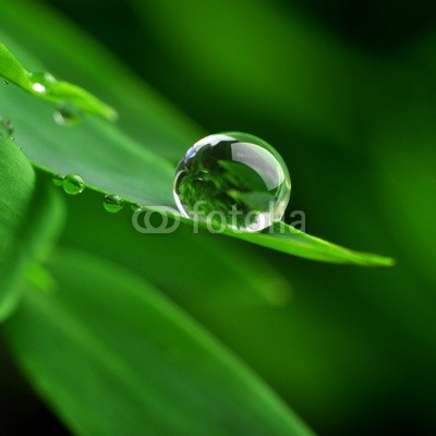 Stefan Körber, Tropfen (rieseln, wasser, nass, blatt, bambus, gesundheit, medizin, feucht, natur, umwelt, ökologie, regentropfen, tautropfen, close-up, makro, pflanze, quelle, regen, regenwald, sinne, sexy, therapie, biologisch, entspannen, entspannung, erholung, farn)