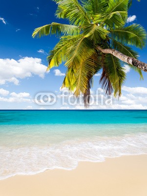 Beboy, plage cocotier (seychellen, strand, kokospalme, palme, ozean, tropics, tropics, tropisch, tropisch, malediven, karibik, westindische inseln, dominikanische republik, staatenbund, dominikaner, exotismus, urlaub, vakanz, welle, meer, blues, türkis, himmel, paradiesisc)