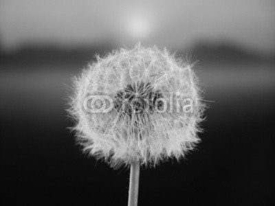 Anette Linnea Rasmus, dandelion seed (backgrounds, botanisch, close-up, pusteblume, dandy, details, verträumt, flora, floral, blume, gärten, grau, haarig, makro, wiese, natur, draußen, pappus, pflanze, samen, silhouette, weich, strukturen, sommer, löwenzahn, durchsichtig, wildblum)