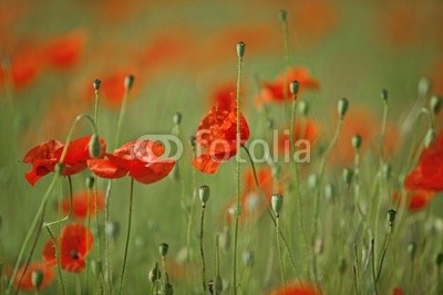 Nailia Schwarz, Klatschmohn (mohn, mohn, mohn, blume, blume, mohnfeld, weich, picturesque, idylle, rot, feld, wiese, natur, grün, sommer, gras, knospe, tage, malen, flora, ländlich, hübsch, schönheit, elegant, stengel, rahe, spie)