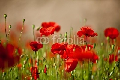 Nailia Schwarz, Klatschmohn (mohn, mohn, mohn, blume, blume, mohnfeld, weich, picturesque, idylle, rot, feld, wiese, natur, grün, sommer, gras, knospe, tage, malen, flora, ländlich, hübsch, schönheit, elegant, stengel, rahe, spie)