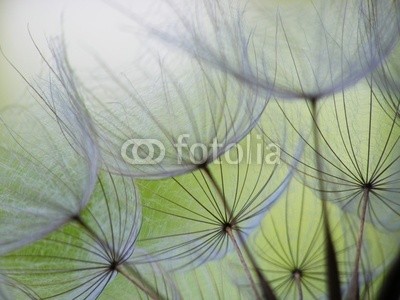 Anette Linnea Rasmus, dandelion seed (abstrakt, blühen, blühen, blau, verschwommen, botanisch, close-up, creepy, pusteblume, dandy, details, verträumt, flora, floral, haarig, makro, natürlich, natur, draußen, pappus, blickwinkel, radiant, samen, weich, frühling, sommer, löwenzah)