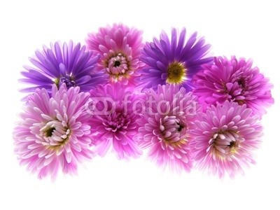 Anette Linnea Rasmus, colorful asters (äster, verbund, blume, herbst, veilchen, chrysanthemum, blumenstrauss, gänseblümchen, backgrounds, groß, blühen, blühen, botanisch, botanisch, knospe, close-up, gänseblümchen, details, fallen, frisch, gärten, makro, natürlich, natur, drauße)