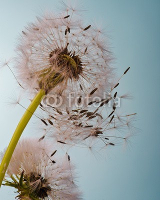 doris oberfrank-list, We fly away to fulfill wishes .... (allergien, blume, freiheit, urlaub, jahreszeit, jahreszeit, frisch, grün, pusteblume, fröhlichkeit, freudig, freudig, pflanze, wunsch, wunsch, traum, natur, pollen, pusteblume, pusteblume, samen, sommer, wind, schlag, gesundheit, draußen, makro, fel)