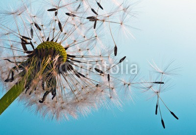 doris oberfrank-list, Dandelion: We fly away to fulfill wishes (allergien, blume, freiheit, urlaub, jahreszeit, jahreszeit, frisch, grün, pusteblume, fröhlichkeit, freudig, freudig, pflanze, wunsch, wunsch, traum, natur, pollen, pusteblume, pusteblume, samen, sommer, wind, schlag, gesundheit, draußen, makro, fel)