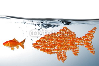 WunderBild, Teamwork (anbieten, fisch, fisch, gefahr, kalender, safety, unterwasser, verlockung, abwarten, angelhaken, fisch, bedrohung, klug, kutsche, nachhilfe, bedrohung, fischzucht, gewinn, goldfisch, haken, hang, jagen, kommunikation, köder, köder, lernen, masche, mobbin)