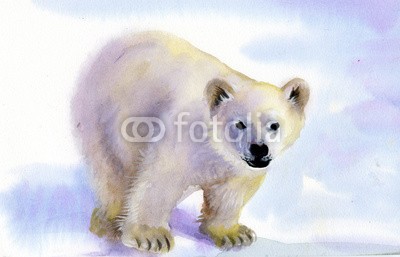 Nadiia Starovoitova, Polar bear in snow (tier, arktis, backgrounds, bär, groß, gefangenschaft, fleischfresser, frostig, schließen, close-up, close-up, kalt, lebewesen, hübsch, gefahr, arbeitszimmer, gefährdet, auge, gesicht, pelz, pelzig, heimat, bohrung, jagen, hunter, blick, säugetie)