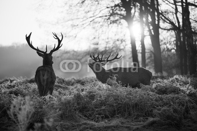 arturas kerdokas, Red deer in Richmond park (tier, horn, hirsch, wald, heidekraut, holland, jagd, paarungszeit, moor, national park, natur, orange, lila, safarie, baum, wildlife, hol)