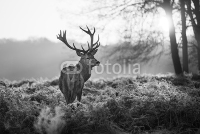 arturas kerdokas, Red deer in Richmond park (tier, horn, hirsch, wald, heidekraut, holland, jagd, paarungszeit, moor, national park, natur, orange, lila, safarie, baum, wildlife, hol)