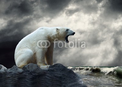 Andrii Iurlov, White Polar Bear Hunter on the Ice in water drops. (bär, tier, wasser, eis, natur, himmel, hunter, fallen lassen, antarktis, arktis, angriffslustig, hintergrund, groß, spiegelung, gefangener, gefangenschaft, wolken, wechseln, klima, gefährlich, destruction, gefährdet, aussterben, aussterben, pelz, heima)