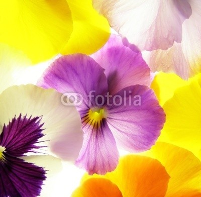 Anette Linnea Rasmus, colorful viola (viola, trikolore, blume, verfärbt, gelb, blau, veilchen, pflanze, natur, natürlich, jahreszeit, jahreszeitlich, botanisch, botanisch, close-up, makro, weiß, backgrounds, frühling, dekorativ, blühen, blühe)