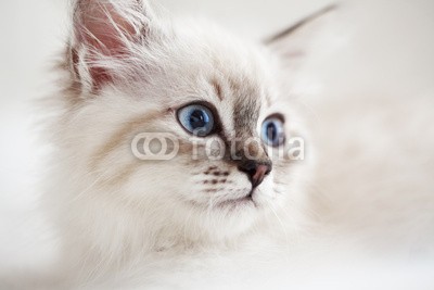 Alena Ozerova, Siberian kitten (süss, tier, baby, bett, blau, rasse, katze, kind, close-up, gemütlich, hübsch, häusliche, auge, gesicht, katzen, flaumig, spassig, pelzig, grau, grau, kätzchen, katze, little, schauend, liebenswert, maskerade, neva, pedigree, reinrassig, haustie)