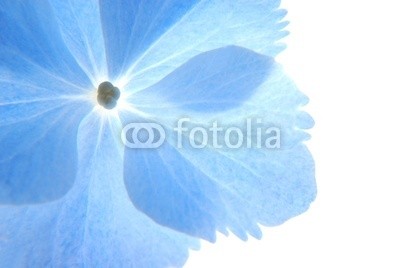 Anette Linnea Rasmus, Close-up of soft pastel blue hortensia flower (blume, frühling, blau, hortensien, backgrounds, schöner, blühen, blühen, botanisch, botanisch, close-up, details, flora, floral, gärten, licht, makro, natur, draußen, park, blickwinkel, schatten, pastell, spring-time, strukturen, sommer, durchsichti)