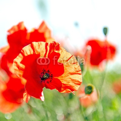 doris oberfrank-list, Roter Mohn (geburtstag, glück wünschen, himmel, mohn, mohn, mohn, ostern, mohn, wiese, sommer, frühling, hübsch, schönheit, entspannen, time out, entspannung, freiheit, entspannen, beschaulichkeit, blume, urlaub, fröhlichkeit, freudig, frühling, jahreszei)