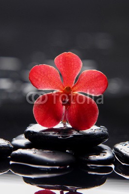 Mee Ting, still life with red orchid on pebble (alternative, hintergrund, balance, schöner, schönheit, schwarz, windstille, pflege, sauber, konzept, entladen, ost, flora, frisch, prächtig, frieden, gesundheit, gesund, lebensstil, makro, medizin, meditation, natürlich, natur, orchid, orientalisc)