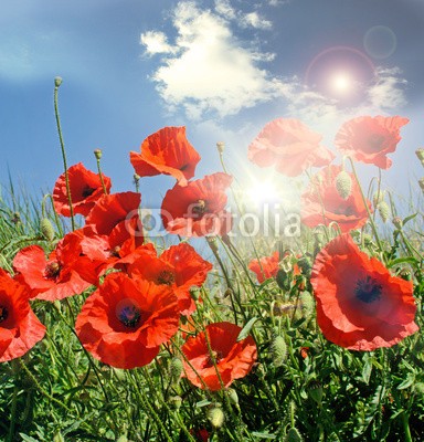 doris oberfrank-list, Mohnblumen in der Pfalz :) (geburtstag, glück wünschen, himmel, mohn, mohn, mohn, ostern, mohn, wiese, sommer, frühling, entspannen, time out, entspannung, freiheit, entspannen, beschaulichkeit, blume, urlaub, fröhlichkeit, freudig, frühling, jahreszeit, natur, frühlingsblum)