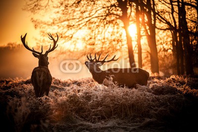 arturas kerdokas, Red Deer in Morning Sun. (hirsch, tier, jagd, holz, wald, safarie, horn, holland, heidekraut, moor, baum, orange, lila, paarungszeit, national park, natur, wildlif)