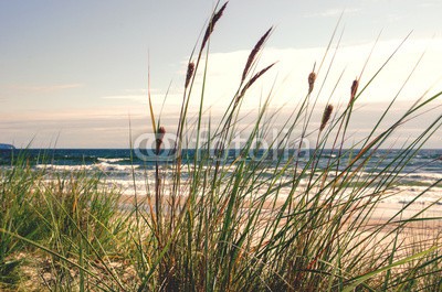 doris oberfrank-list, Dünengras im Morgenlicht :) (time out, gras, badewannen, stranden, strandurlaub, brandung, sanddünen, sanddünen, urlaub, meer, sand, sand, küste, wellenbrecher, strom, himmel, blau, wolken, nordsee, ostsee, mittelmeer, postkarte, sommer, urlaub, vogel, wasser, welle, landschaf)