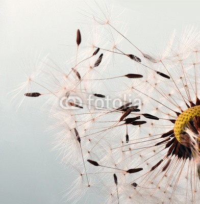 doris oberfrank-list, Dandelion clock :) (pusteblume, pusteblume, wunsch, wunsch, allergien, time out, meditation, blume, freiheit, urlaub, jahreszeit, jahreszeit, frisch, grün, pusteblume, fröhlichkeit, freudig, pflanze, traum, natur, pollen, samen, sommer, wind, schlag, gesundheit, drauße)