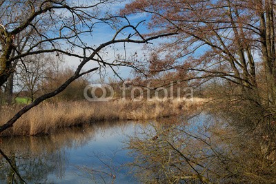 dina, Frühjahr am See (baum, deutsch, frühling, landschaft, natur, see, teich, laub, wasser, blau, grü)