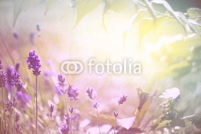 Floydine, Duftender Lavendel (backgrounds, entspannung, blume, lavendel, blume, landschaft, aroma, zart, pastell, copy space, lila, rosa, türkis, jahrgang, retro, filter, licht, sonne, froh, sommer, hübsch, schönheit, kosmetik, aromatherapie, ätherisches öl, wellness, time ou)