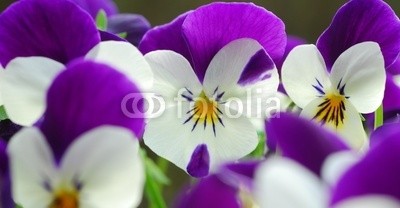 Anette Linnea Rasmus, viola tricolor (viola, trikolore, blume, verfärbt, gelb, blau, stiefmütterchen, veilchen, pflanze, natur, natürlich, jahreszeit, jahreszeitlich, botanisch, botanisch, close-up, makro, weiß, backgrounds, frühling, dekorativ, blühen, blühe)
