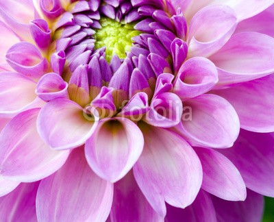 doris oberfrank-list, Closeup on pink dahlia flower (dahlia, dahlia, sommerblume, asteraceae, fruchtsaft, geburtstag, entspannen, beschaulichkeit, blume, fröhlichkeit, freudig, jahreszeit, natur, frühlingsblume, sommerblume, allergien, spaß, bunt, 14 februar, romantisch, bestäubung, marke, staubblätte)