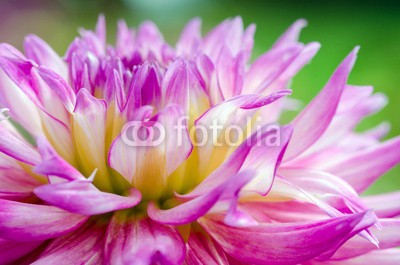 doris oberfrank-list, Dahlie, ganz nah :) (dahlia, dahlia, sommerblume, asteraceae, fruchtsaft, geburtstag, entspannen, beschaulichkeit, blume, fröhlichkeit, freudig, jahreszeit, natur, frühlingsblume, sommerblume, allergien, spaß, bunt, 14 februar, romantisch, bestäubung, marke, staubblätte)