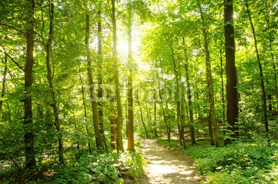 doris oberfrank-list, Einladung zum Träumen: Wald mit Morgensonne :) (wald, wald, baum, baum, umweltschutz, naturschutzgebiet, urlaub, tourismus, erholung, time out, ländlich, erholen, entspannen, natur, deutsch, landschaft, romantisch, sonnenschein, urlaub, reisen, hiking, entspannen, berg, licht, entspannung, biosphär)