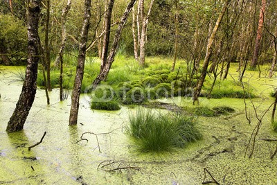 Blickfang, Pietzmoor (wasser, moor, baum, grasbüschel, birke, heide, touristisch, ausflug, zielen, reise, gras, grü)