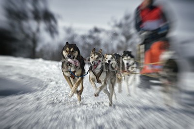 Blickfang, Hundeschlittenrennen Zoombewegung (husky, hund, hund, hund, rasse, geschirr, räder, schnee, sport, rasen, wettrennen, biest, kalt, portrait, horizontale, person, zoom, bewegung, verschwommen, bewegungsunschärfe, dynamisc)