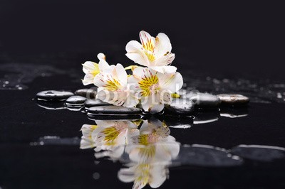 Mee Ting, branch white orchid on black pebbles with reflection (alternative, hintergrund, balance, schöner, schönheit, verzweigt, schwarz, windstille, pflege, sauber, konzept, entladen, ost, flora, frisch, frieden, gesundheit, gesund, lebensstil, makro, medizin, meditation, natürlich, natur, orchid, orientalisc)